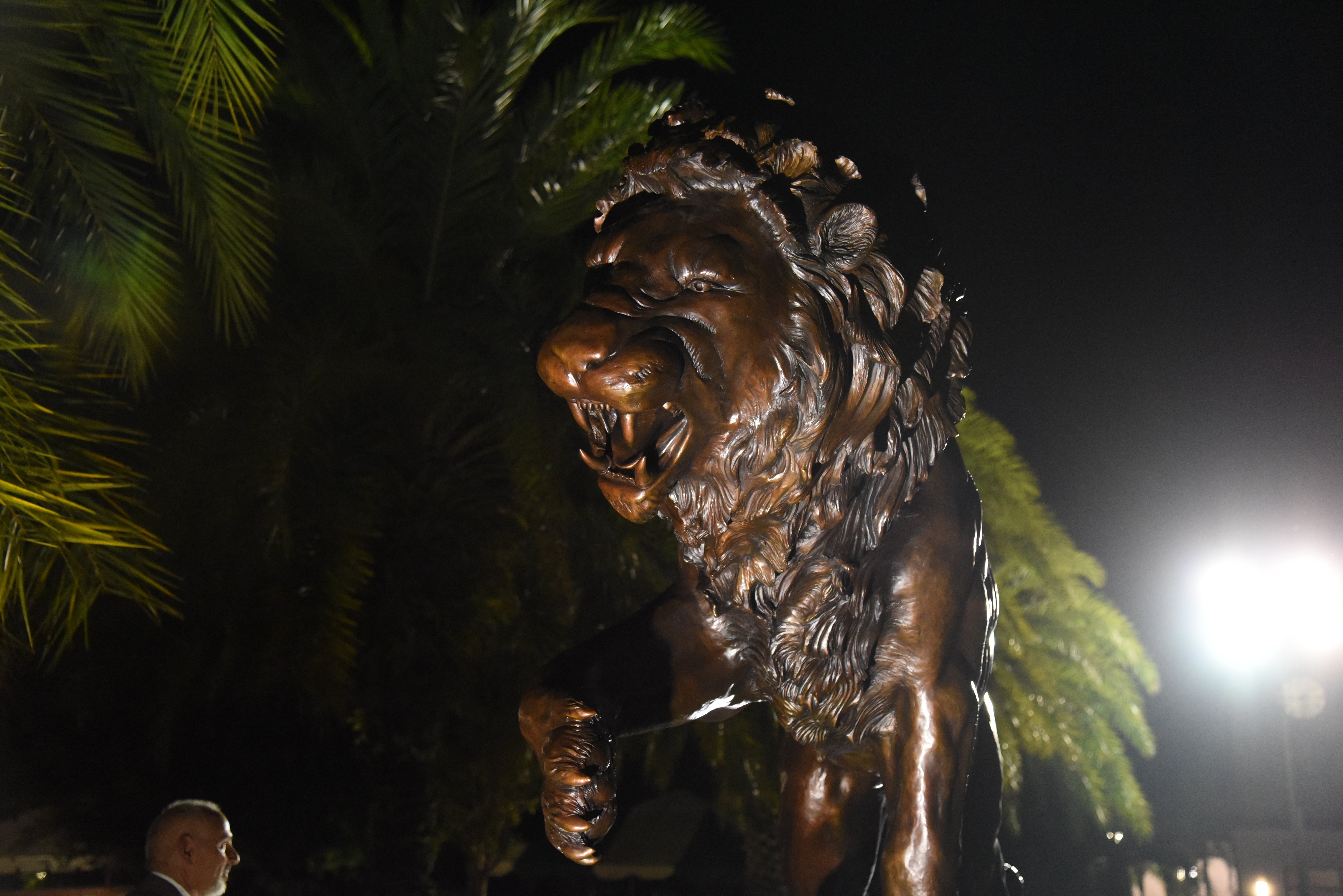 Lion at night